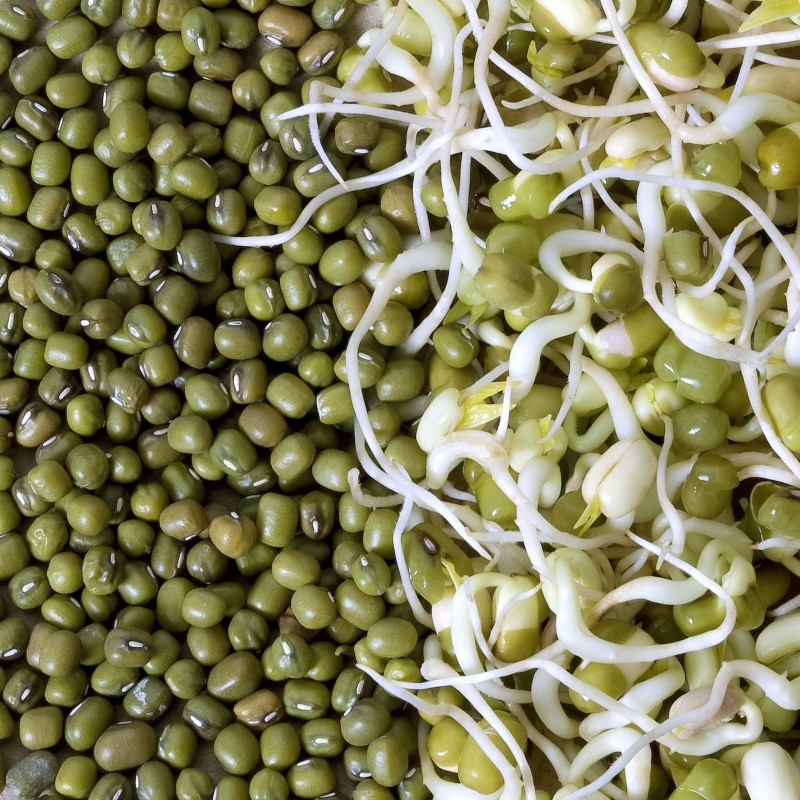 Soya vert (haricot mungo) ou soja jaune - graines à germer - AL-Terre-Native